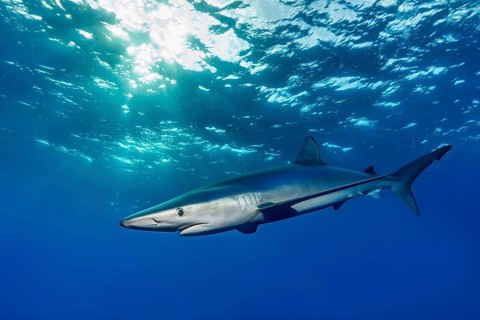 Blue shark