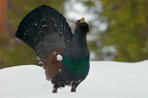 Western Capercaillie