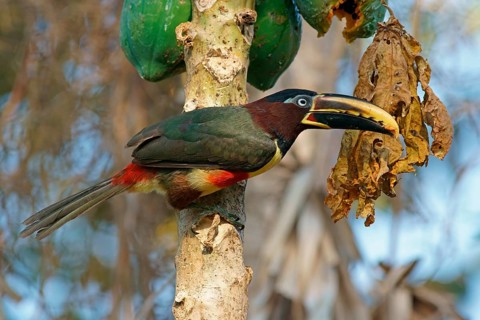 Chestnut-Eared Aracari