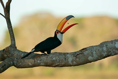 Common toucan or toco toucan