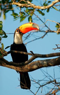 Common toucan or toco toucan
