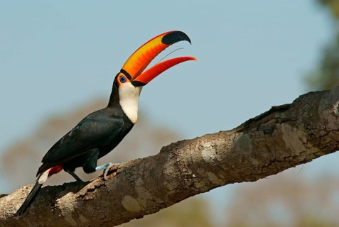 Common toucan or toco toucan