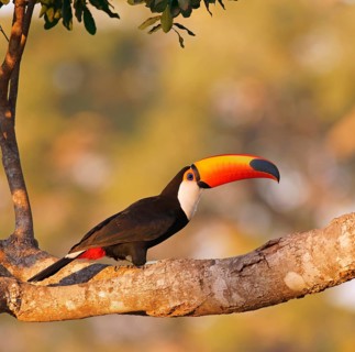 Common toucan or toco toucan