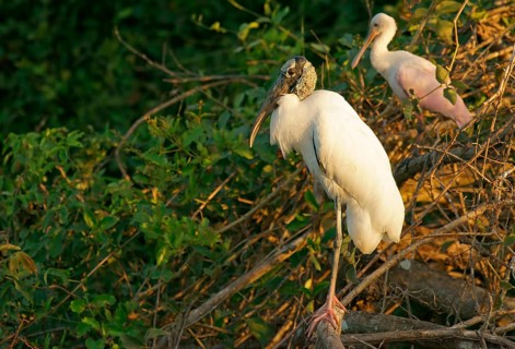 Wood Stork