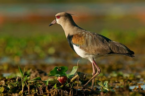 Southern Lapwing