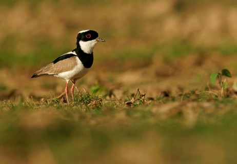 Pied Lapwing