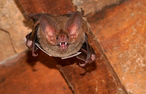 Fringe-lipped bat