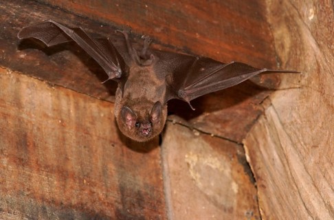 Long-tongued bat