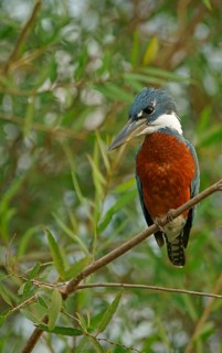 Ringed Kingfisher