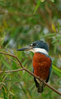 Ringed Kingfisher
