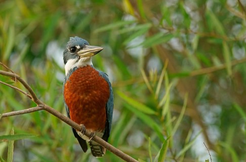 Ringed Kingfisher