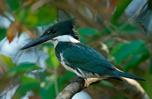 Amazon Kingfisher