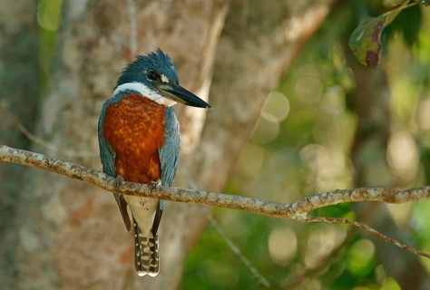 Ringed Kingfisher