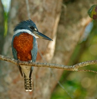 Ringed Kingfisher