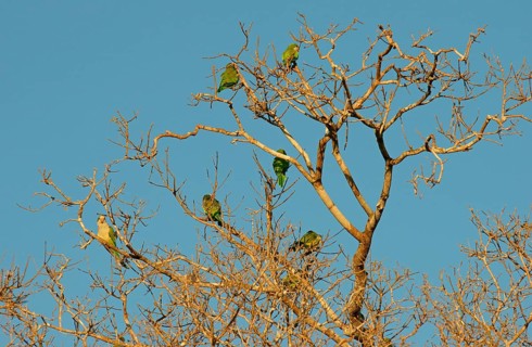 Monk parakeets