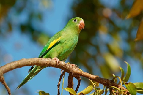 Yellow-chevroned parakeet