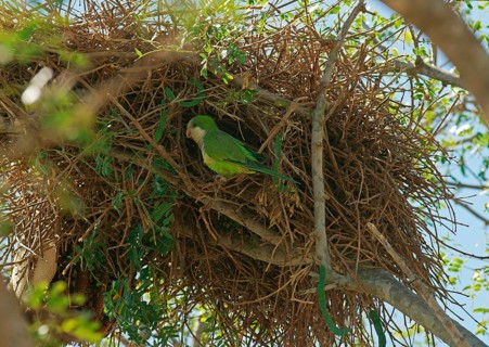Monk Parakeet