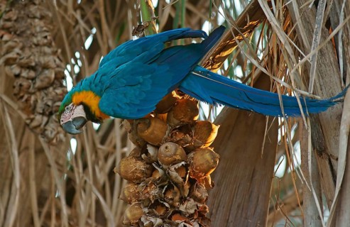 Blue-and-yellow Macaw