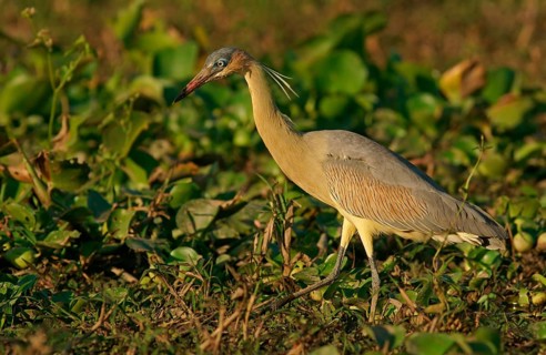 Whistling heron