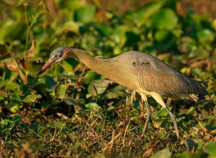 Whistling heron