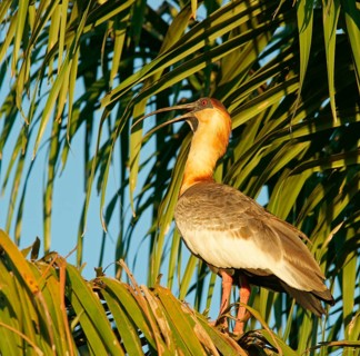 Buff-necked ibis
