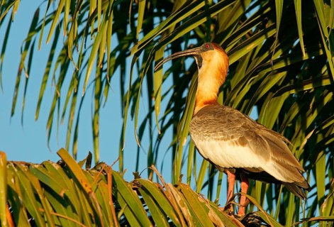 Buff-necked ibis