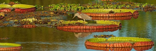 Striated heron