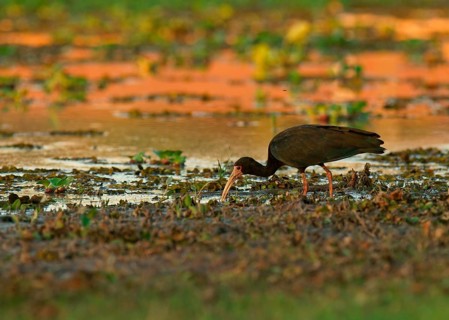 Bare-faced ibis