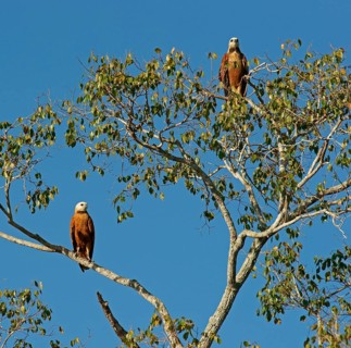 Black-collared Hawks