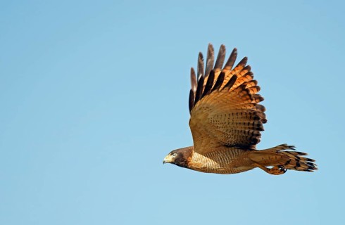 Roadside Hawk