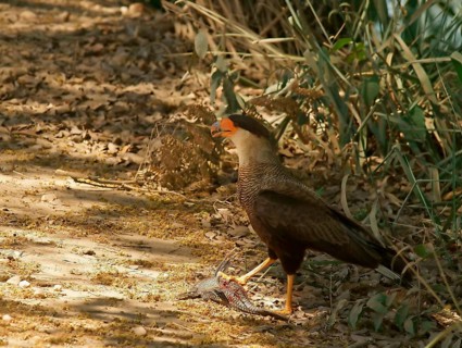 Southern Crested Caracara