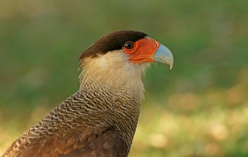 Southern Crested Caracara