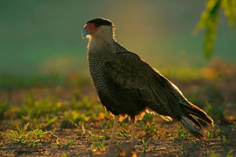 Southern Crested Caracara