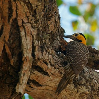 Campo Flicker
