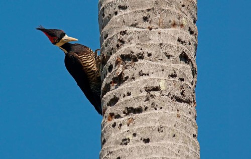 Lineated Woodpecker