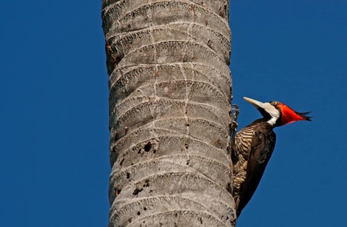 Lineated Woodpecker