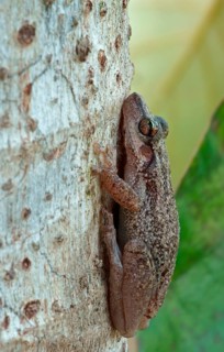 Lesser Snouted Treefrog
