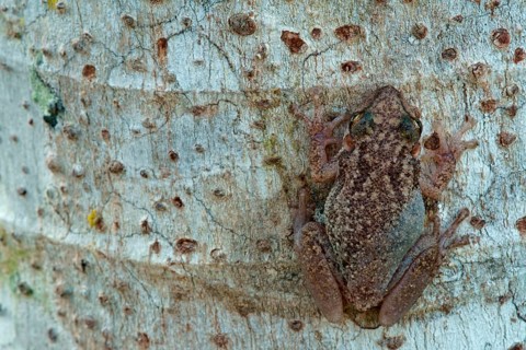 Lesser Snouted Treefrog