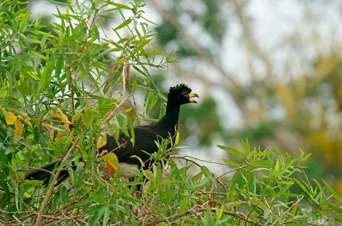 Bare-faced Curassow