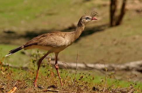 Red-legged seriema