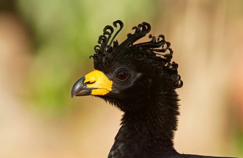 Bare-faced Curassow