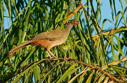 Chaco chachalaca