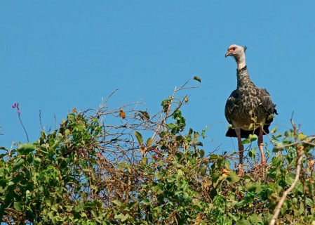 Southern screamer
