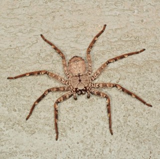 Giant Crab Spider