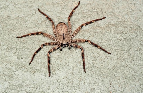 Giant Crab Spider