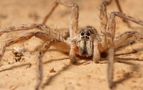 Wolf spider
