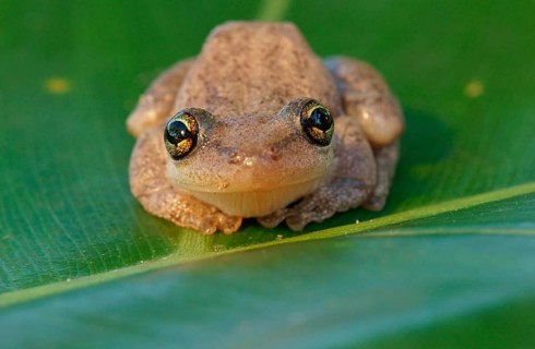 Lesser Snouted Treefrog