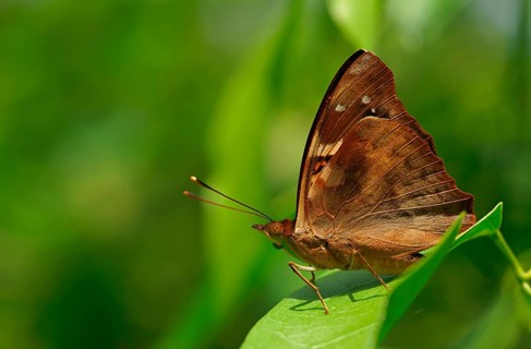 Nymphalidae