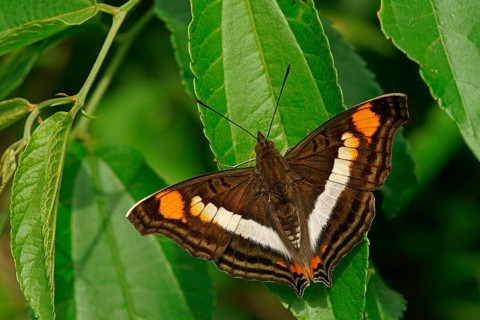Nymphalidae