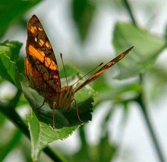Nymphalidae